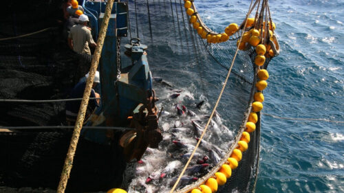Fishermen catching yellowfin tuna