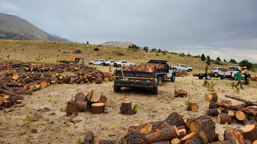 Logs that have been cut down into shorter pieces are in the foreground of a field, with white trucks parked behind them and a couple of people in hard hats are walking around.